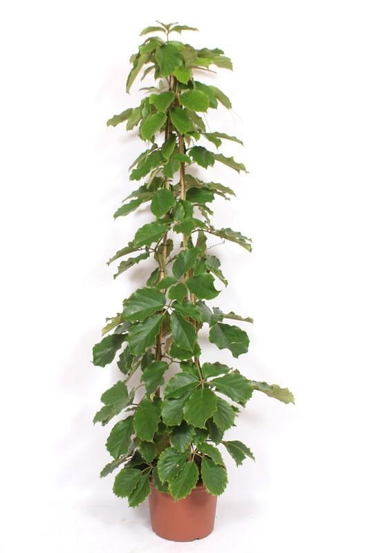 Горшечные цветы и растения оптом Tetrastigma Voinierianum от 1шт из Голландии с доставкой по России