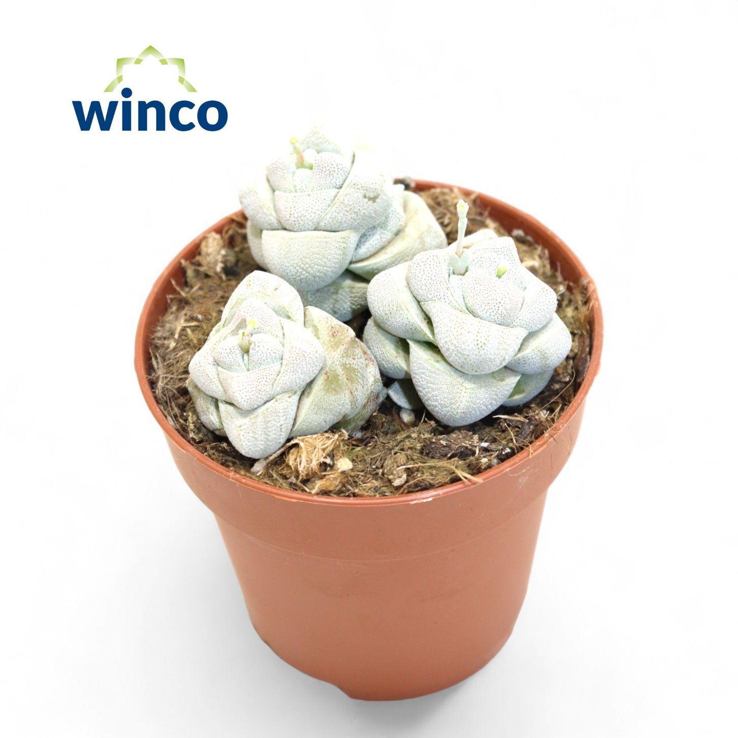 Горшечные цветы и растения оптом Crassula Moonstone (group) от 18шт (для телеги) из Голландии с доставкой по России