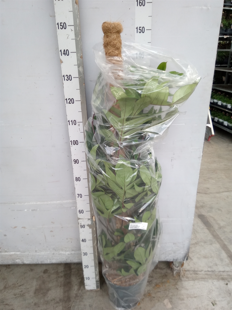 Горшечные цветы и растения оптом Philodendron Pedatum от 1шт из Голландии с доставкой по России