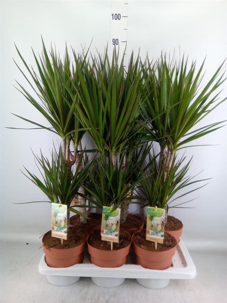 Горшечные цветы и растения оптом Dracaena Marg. от 6шт из Голландии с доставкой по России