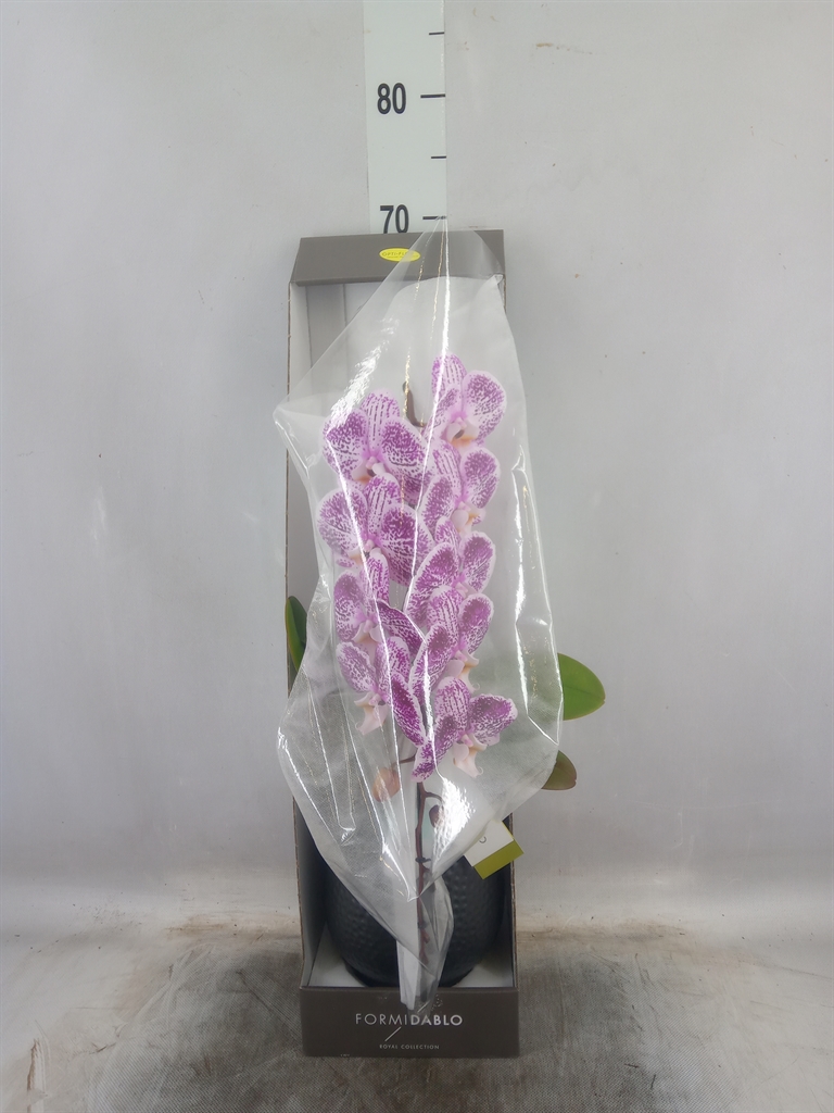 Горшечные цветы и растения оптом Phalaenopsis   ...lilac от 1шт из Голландии с доставкой по России