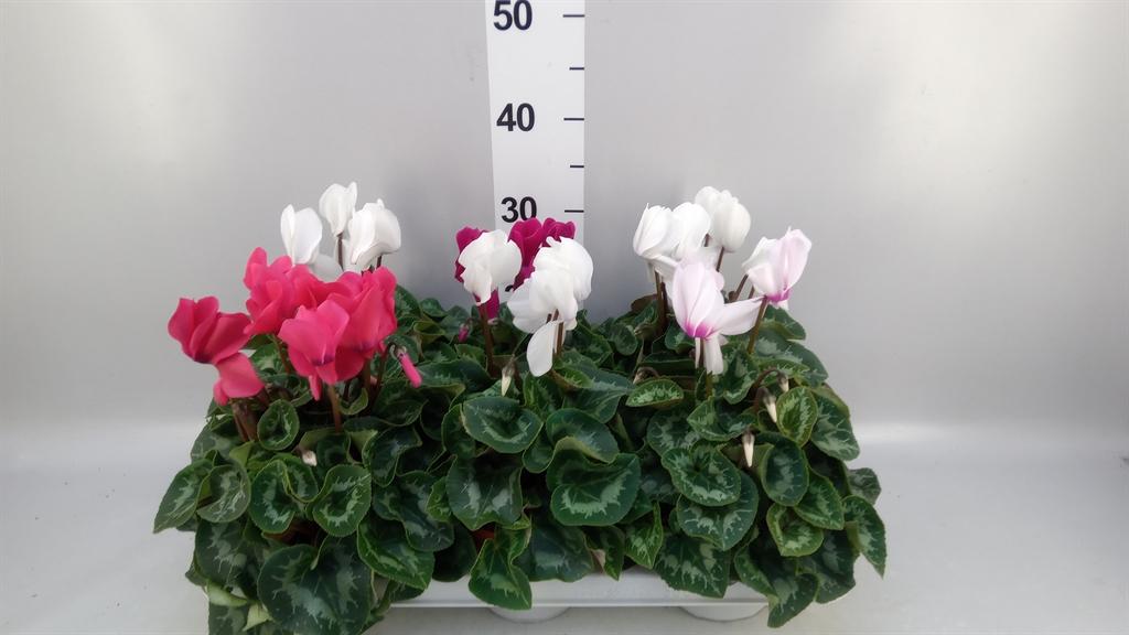 Горшечные цветы и растения оптом Cyclamen Gr vintro от 6шт (для телеги) из Голландии с доставкой по России
