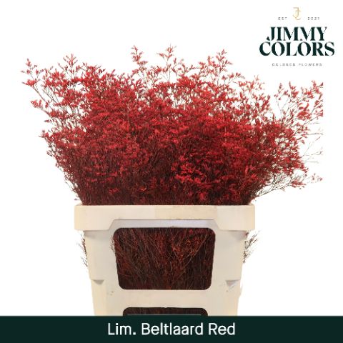Срезанные цветы оптом Limonium beltlaard paint red от 25шт из Голландии с доставкой по России