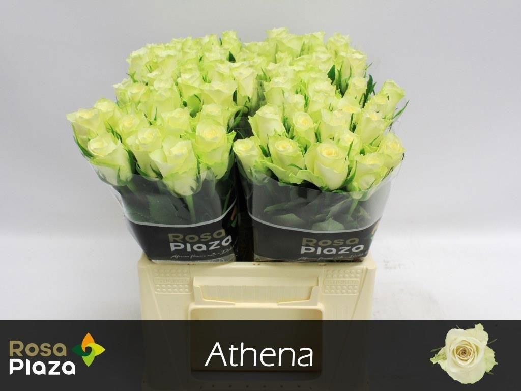 Срезанные цветы оптом Rosa large athena от 80шт из Голландии с доставкой по России