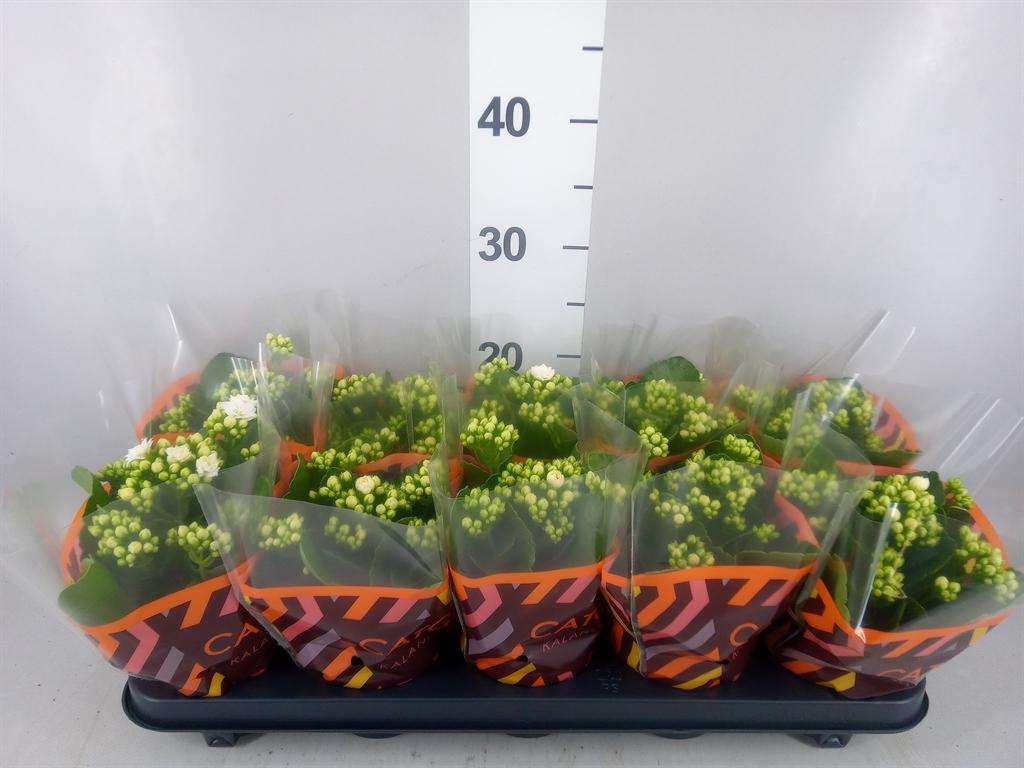 Горшечные цветы и растения оптом Kalanchoe Blos. calandiva Whites от 10шт из Голландии с доставкой по России