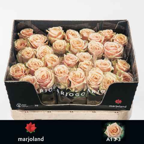 Срезанные цветы оптом Rosa la bellini! от 50шт из Голландии с доставкой по России