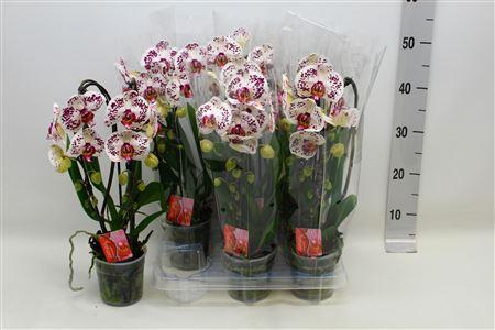 Горшечные цветы и растения оптом Monstera Del Thai Co AAA от 3шт из Голландии с доставкой по России