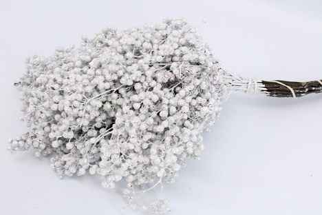 Срезанные цветы оптом Schinus mollis paint pearl от 10шт из Голландии с доставкой по России