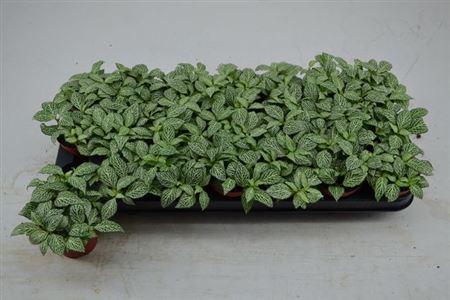 Горшечные цветы и растения оптом Fitt Mo Whisper от 21шт (для телеги) из Голландии с доставкой по России