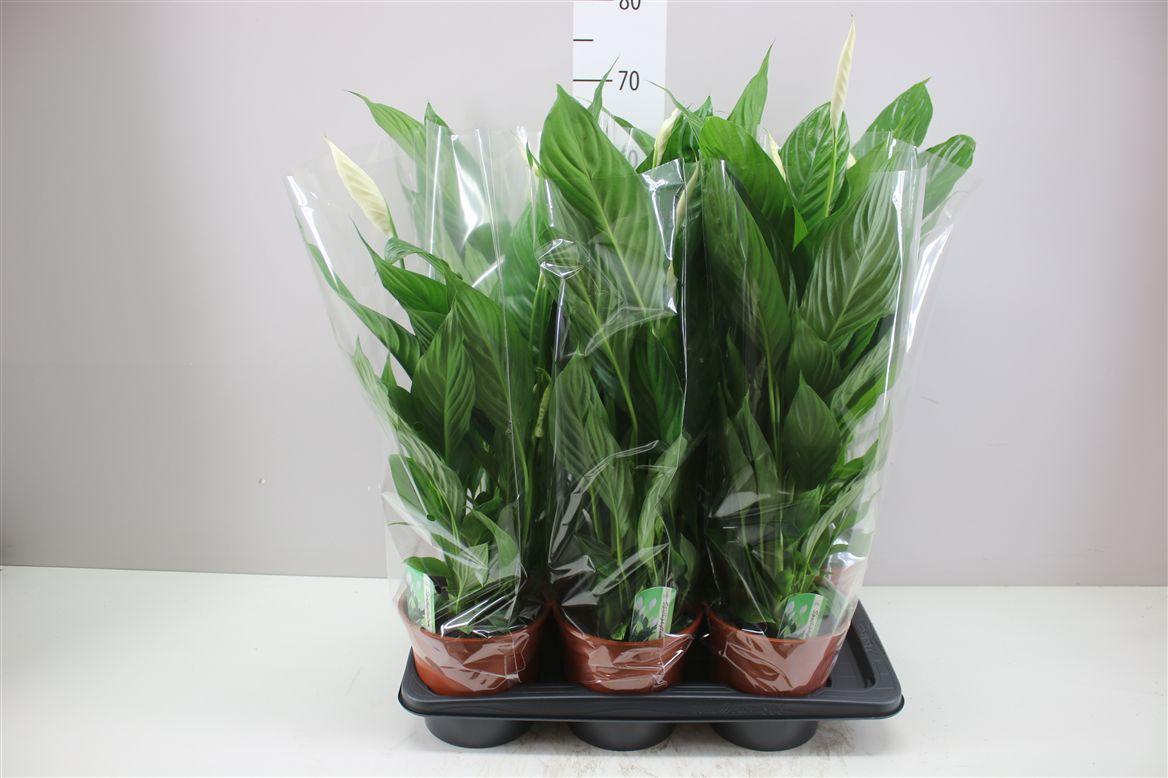 Горшечные цветы и растения оптом Spathiphyllum Verdi от 6шт из Голландии с доставкой по России