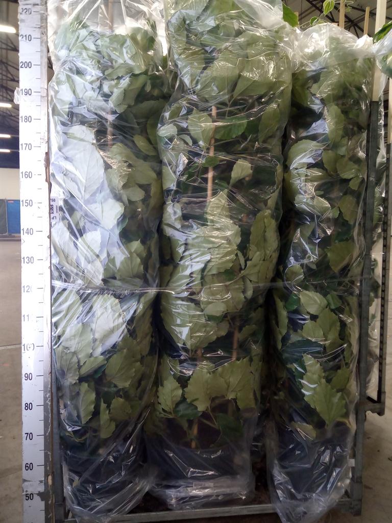 Горшечные цветы и растения оптом Tetrastigma Voinierianum от 1шт из Голландии с доставкой по России