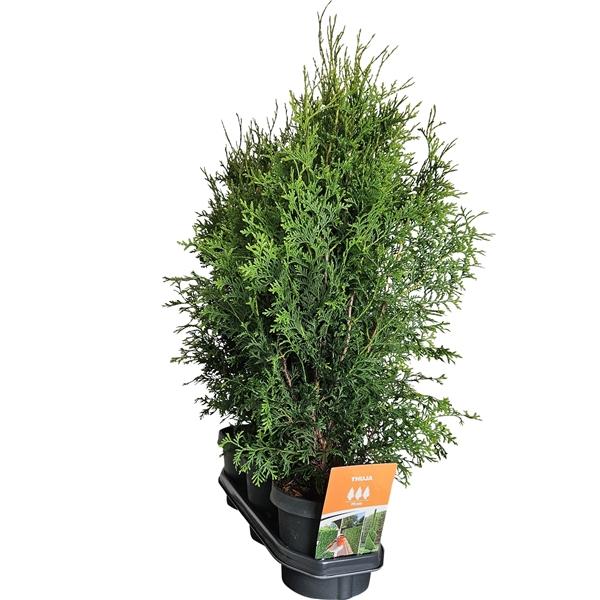 Горшечные цветы и растения оптом Thuja Occ Brabant Hedgeline от 3шт из Голландии с доставкой по России