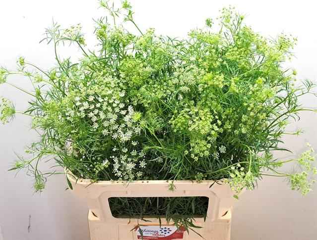 Срезанные цветы оптом Ammi majus white от 80шт из Голландии с доставкой по России