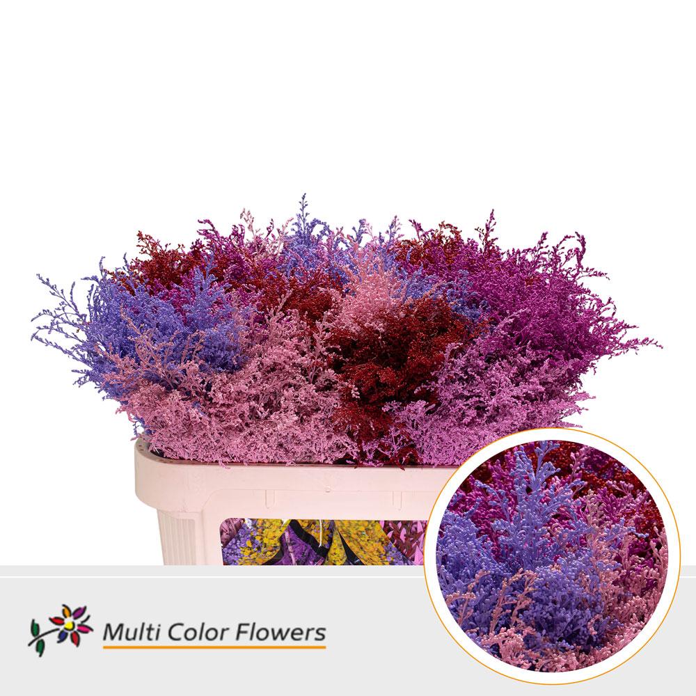 Срезанные цветы оптом Solidago paint mix love от 100шт. из Голландии с доставкой по России