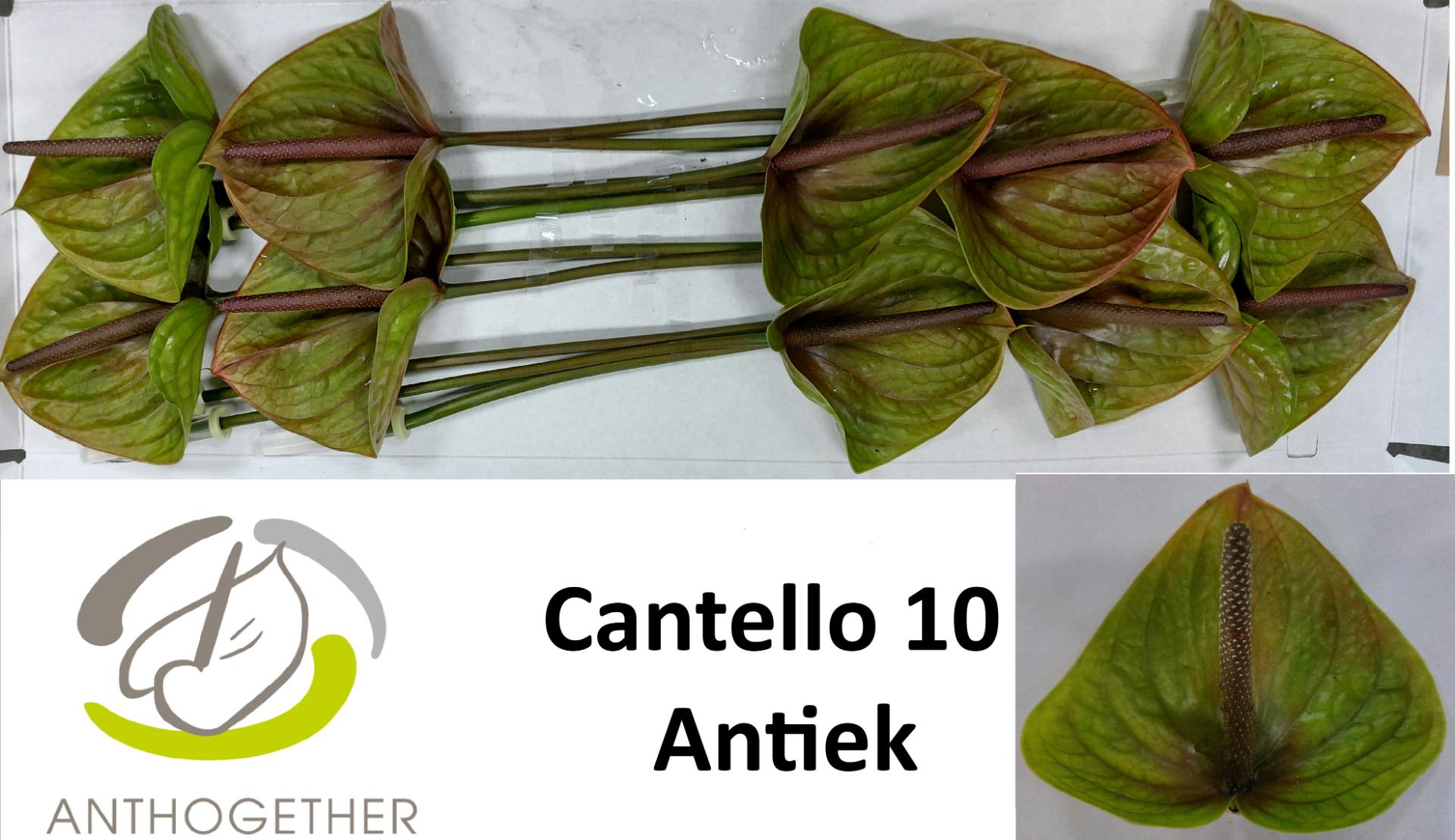 Срезанные цветы оптом Anthurium cantello от 16шт из Голландии с доставкой по России