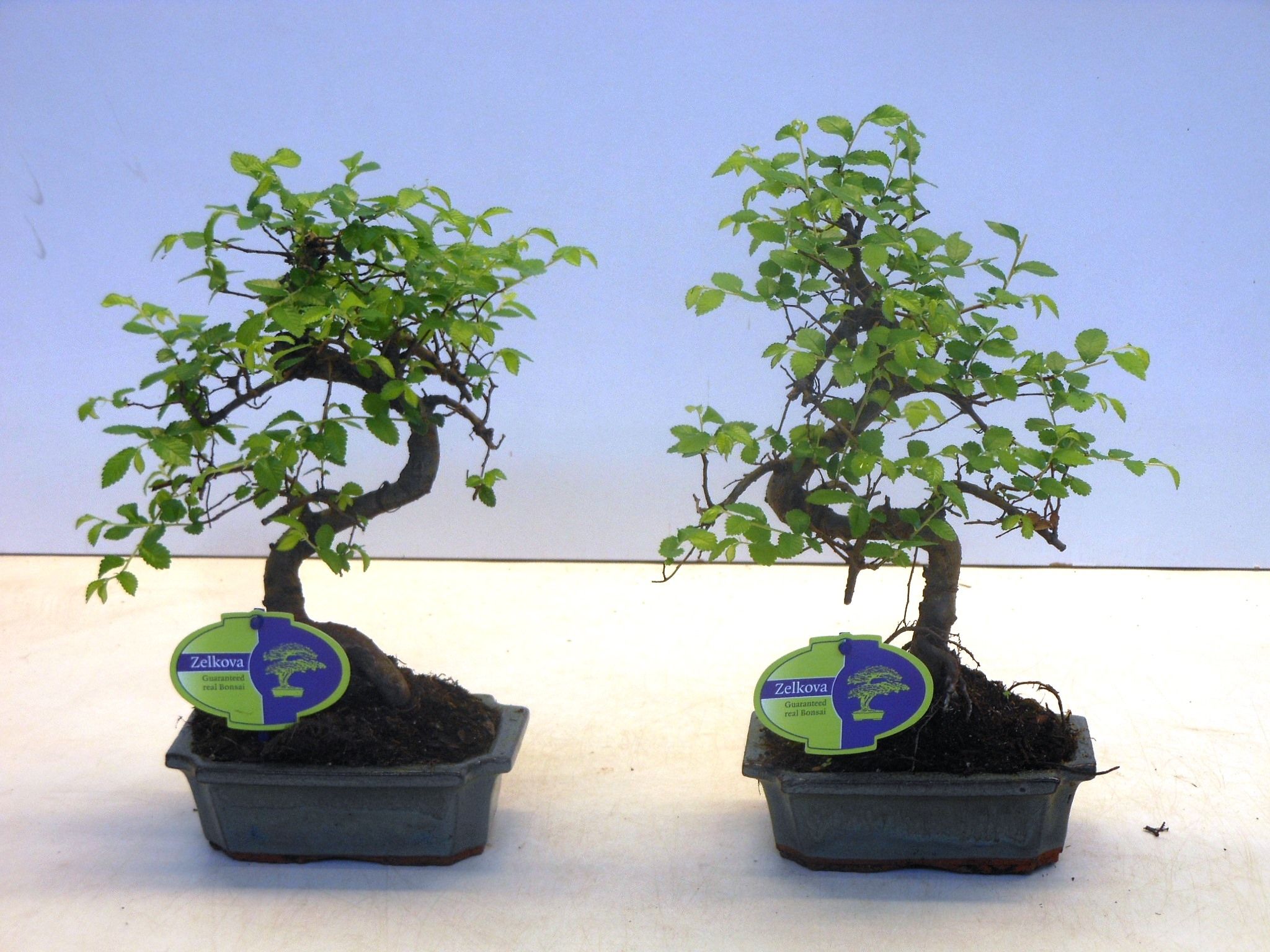 Горшечные цветы и растения оптом Bonsai Zelkova Parvifolia от 10шт из Голландии с доставкой по России