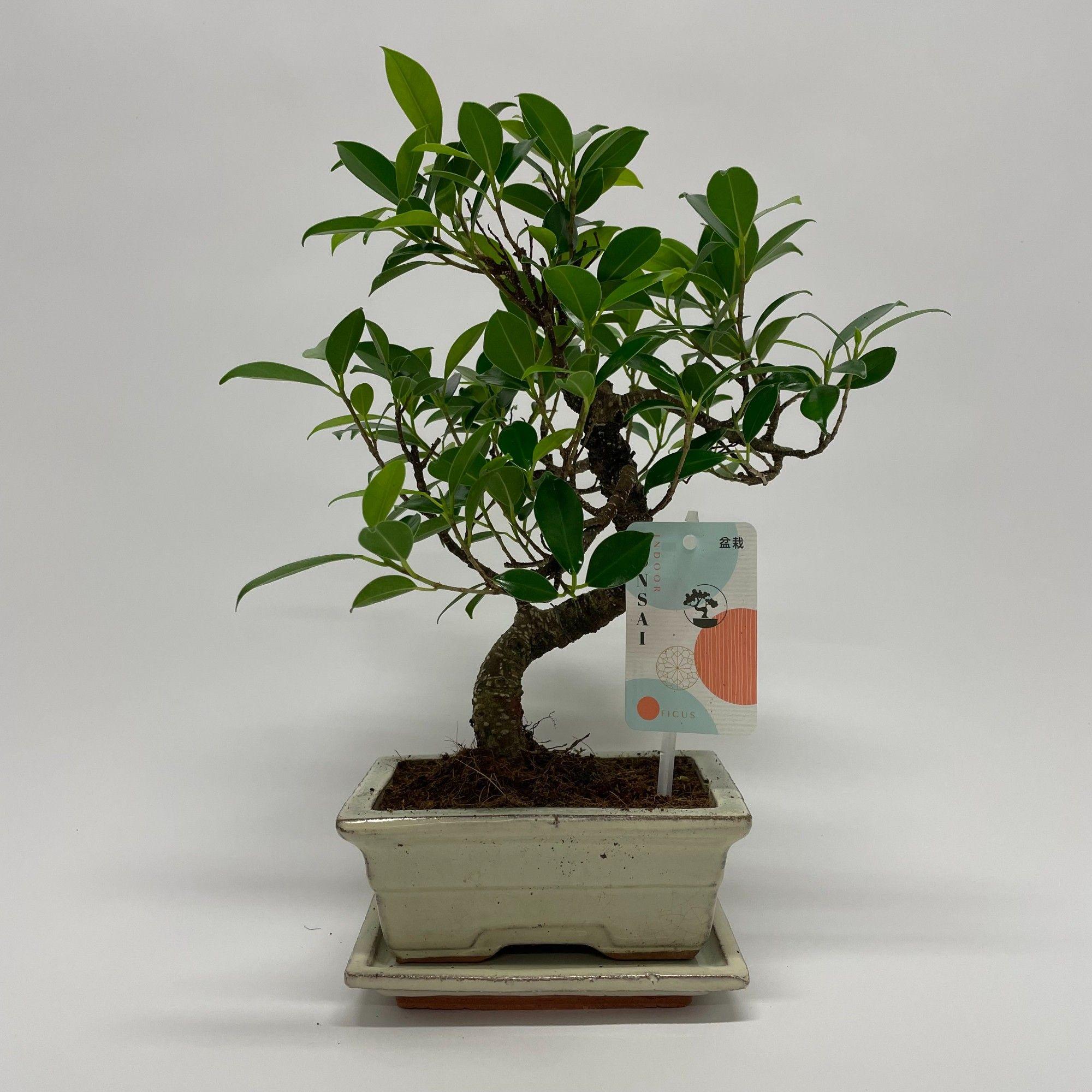 Горшечные цветы и растения оптом Bonsai Ficus S-shape Bonsai traditional 15 Cm + от 10шт из Голландии с доставкой по России