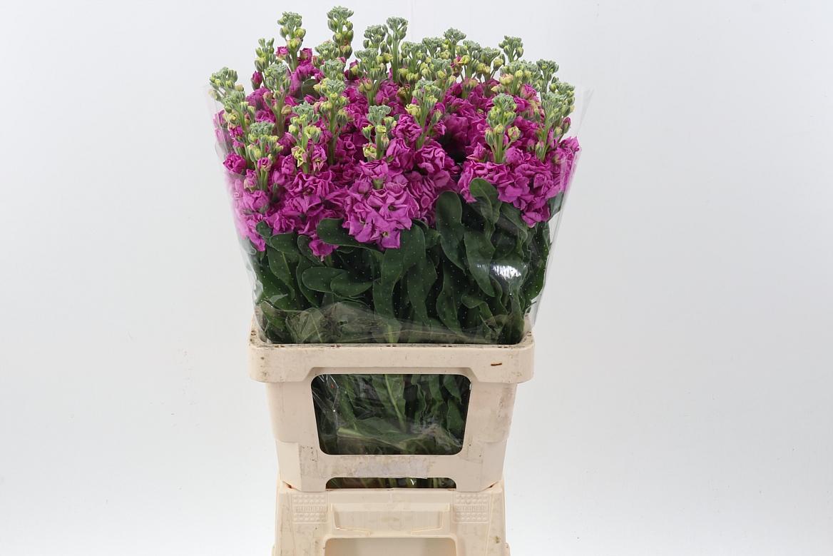 Срезанные цветы оптом Matthiola phantom pink от 30шт из Голландии с доставкой по России