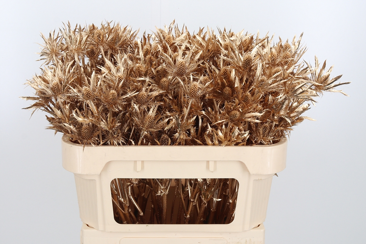 Срезанные цветы оптом Eryngium orion paint antique gold от 50шт из Голландии с доставкой по России