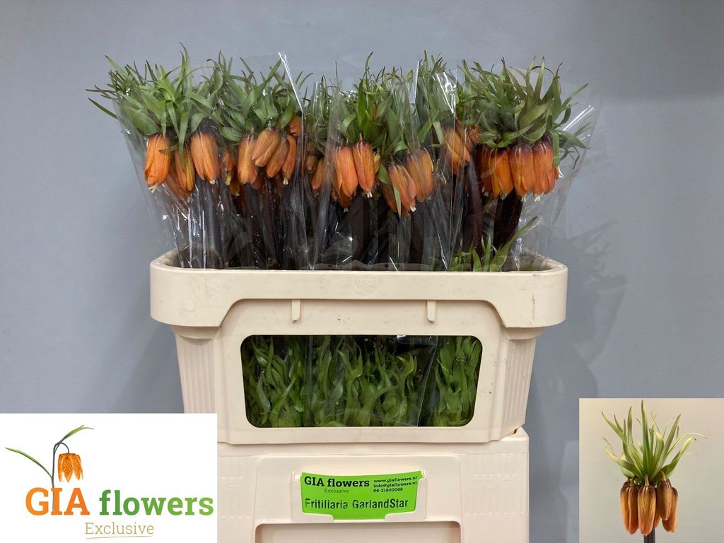 Срезанные цветы оптом Fritillaria garland star от 30шт из Голландии с доставкой по России