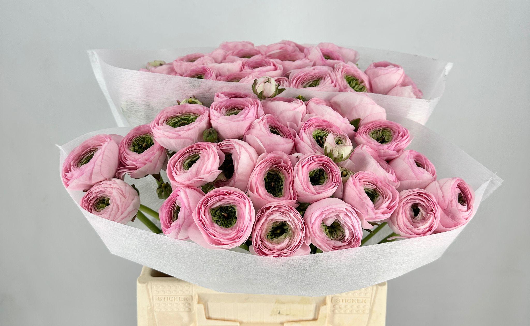 Срезанные цветы оптом Ranunculus clooney polka от 50шт из Голландии с доставкой по России