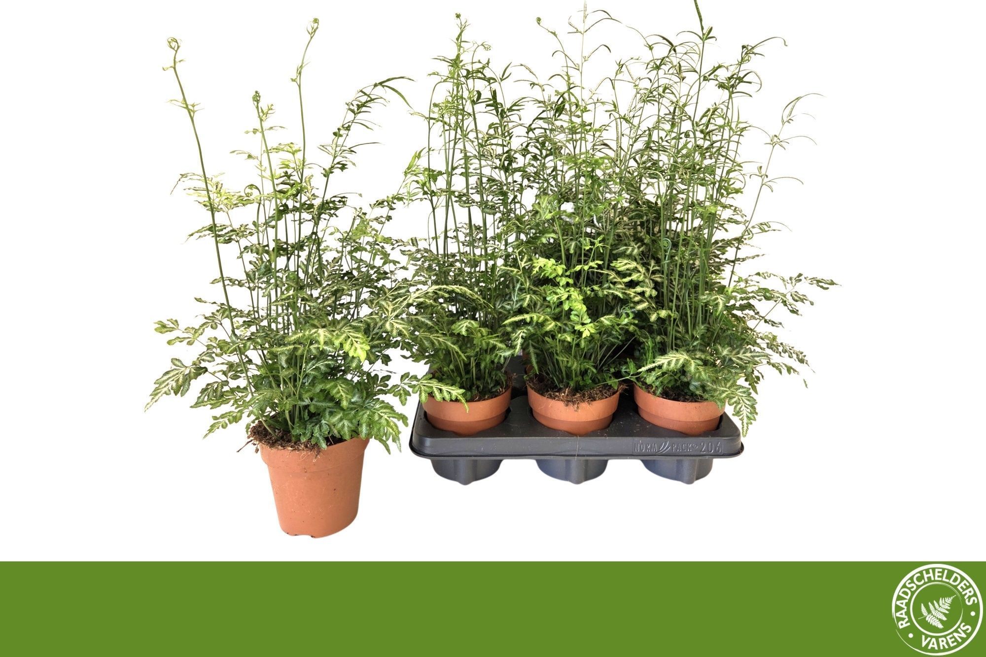 Горшечные цветы и растения оптом Pteris Evergemienis от 6шт из Голландии с доставкой по России