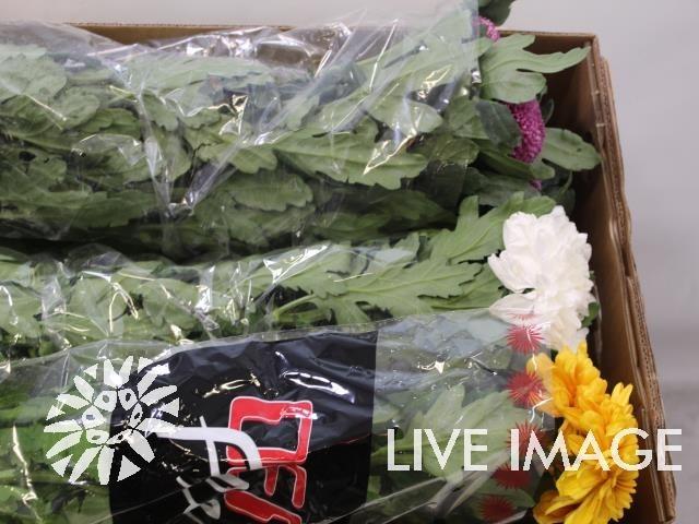 Срезанные цветы оптом Chrys bl mix от 60шт. из Голландии с доставкой по России