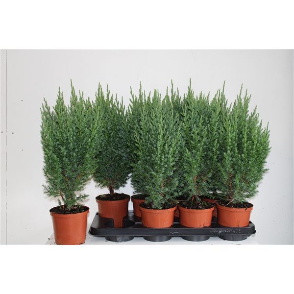 Горшечные цветы и растения оптом Juniperus Chin. Stricta от 8шт из Голландии с доставкой по России