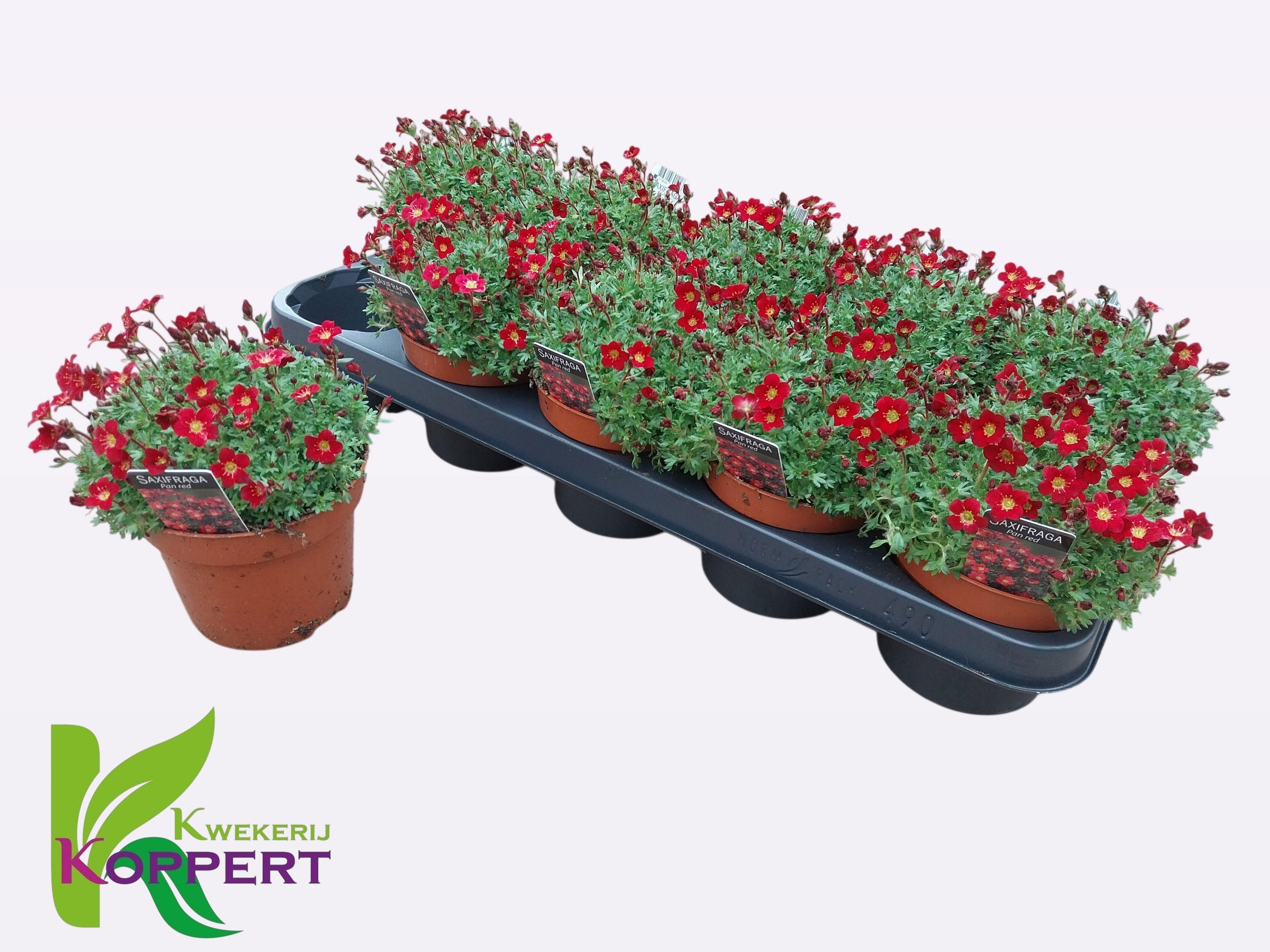 Горшечные цветы и растения оптом Saxif Pixie от 10шт из Голландии с доставкой по России