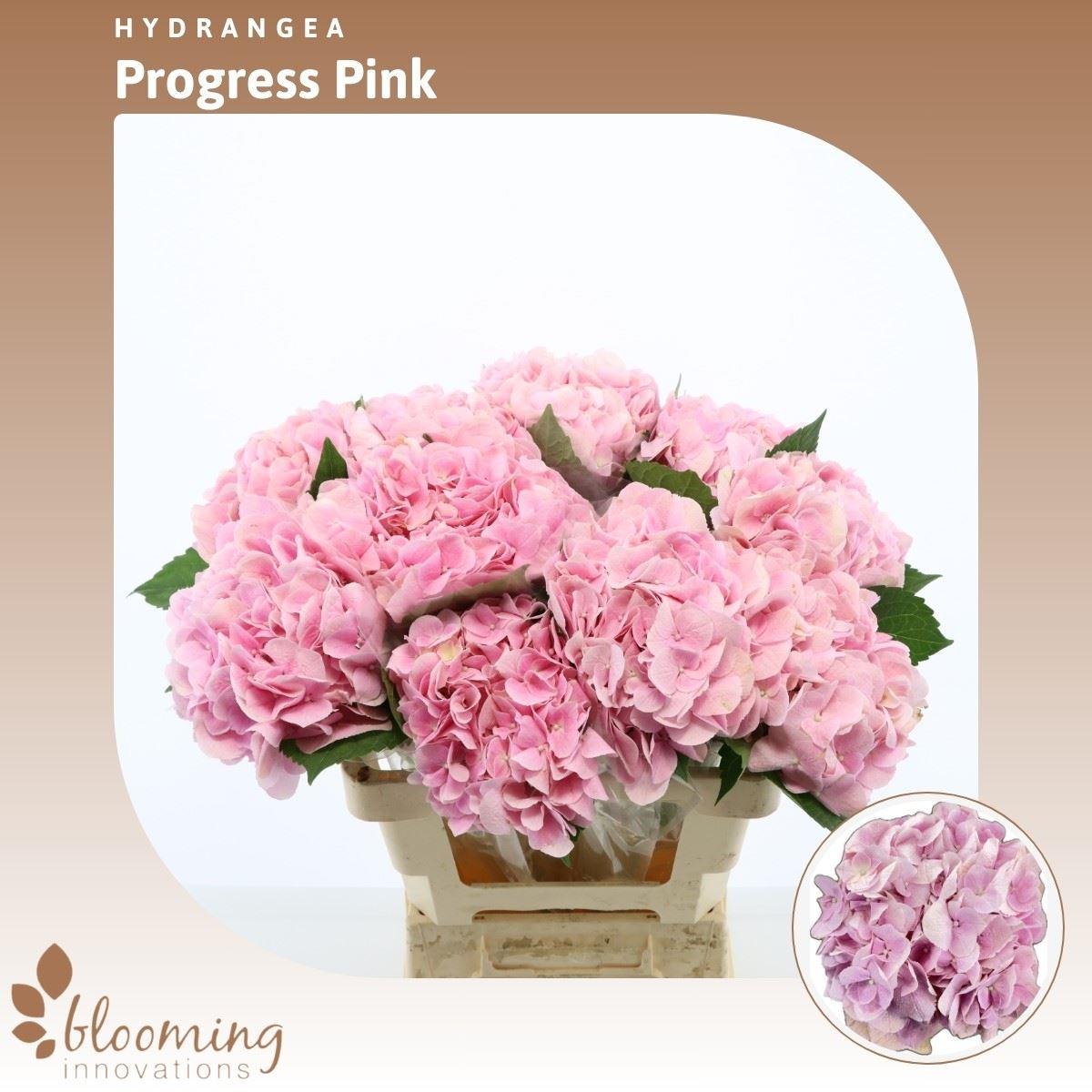 Срезанные цветы оптом Hydrangea pink progress от 10шт. из Голландии с доставкой по России