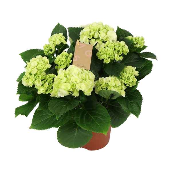 Горшечные цветы и растения оптом Hydrangea Ma White 7+ от 6шт из Голландии с доставкой по России