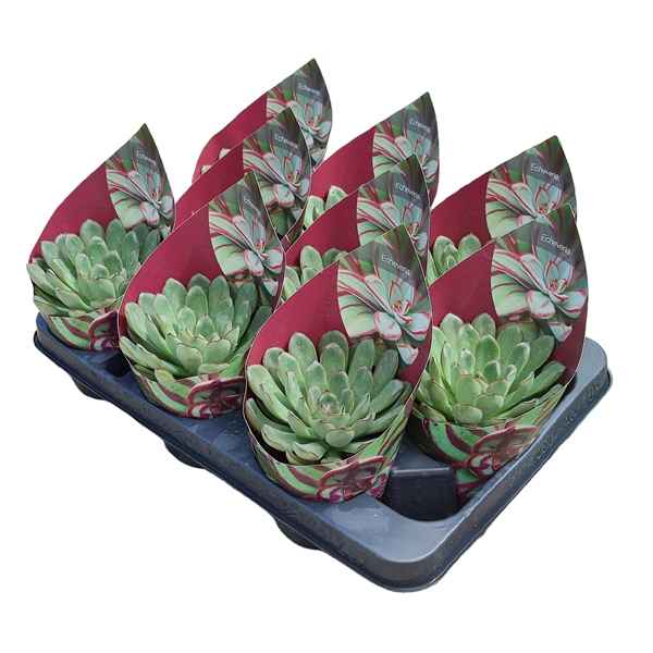 Горшечные цветы и растения оптом Echeveria Pulidonis Potcover от 9шт из Голландии с доставкой по России