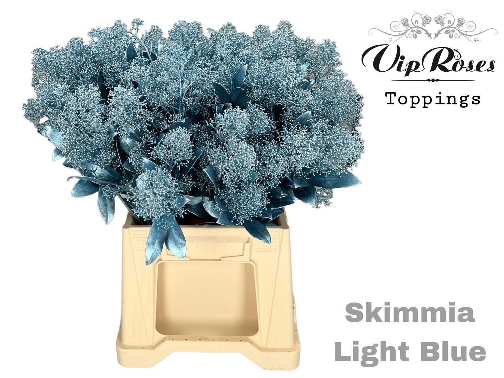 Срезанные цветы оптом Skimmia paint light blue metallic от 10шт из Голландии с доставкой по России