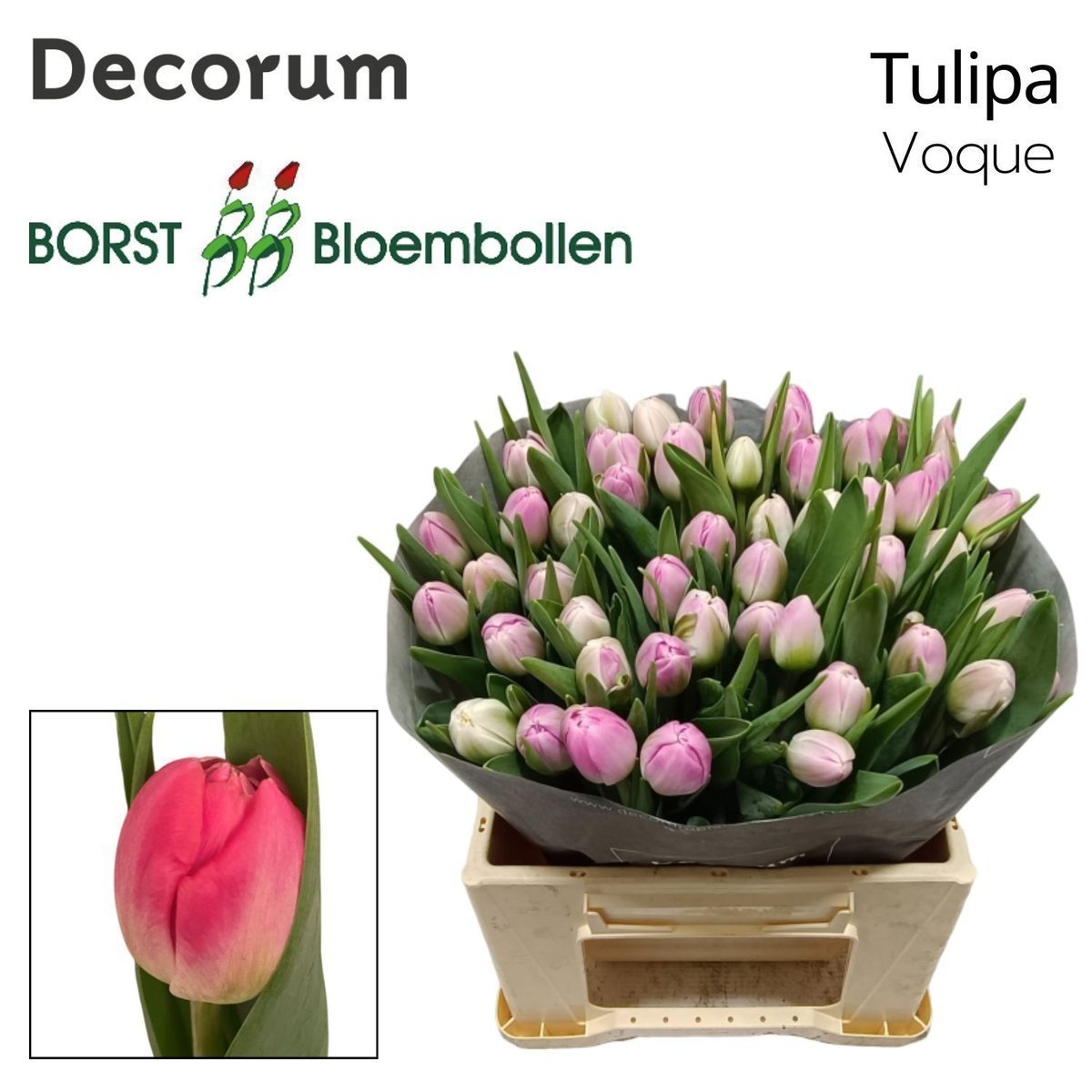 Срезанные цветы оптом Tulipa do voque от 50шт из Голландии с доставкой по России