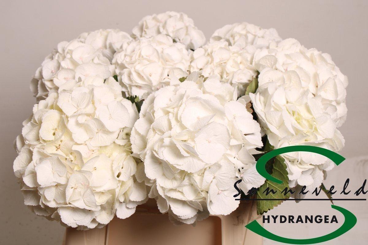 Срезанные цветы оптом Hydrangea schneeball от 10шт из Голландии с доставкой по России