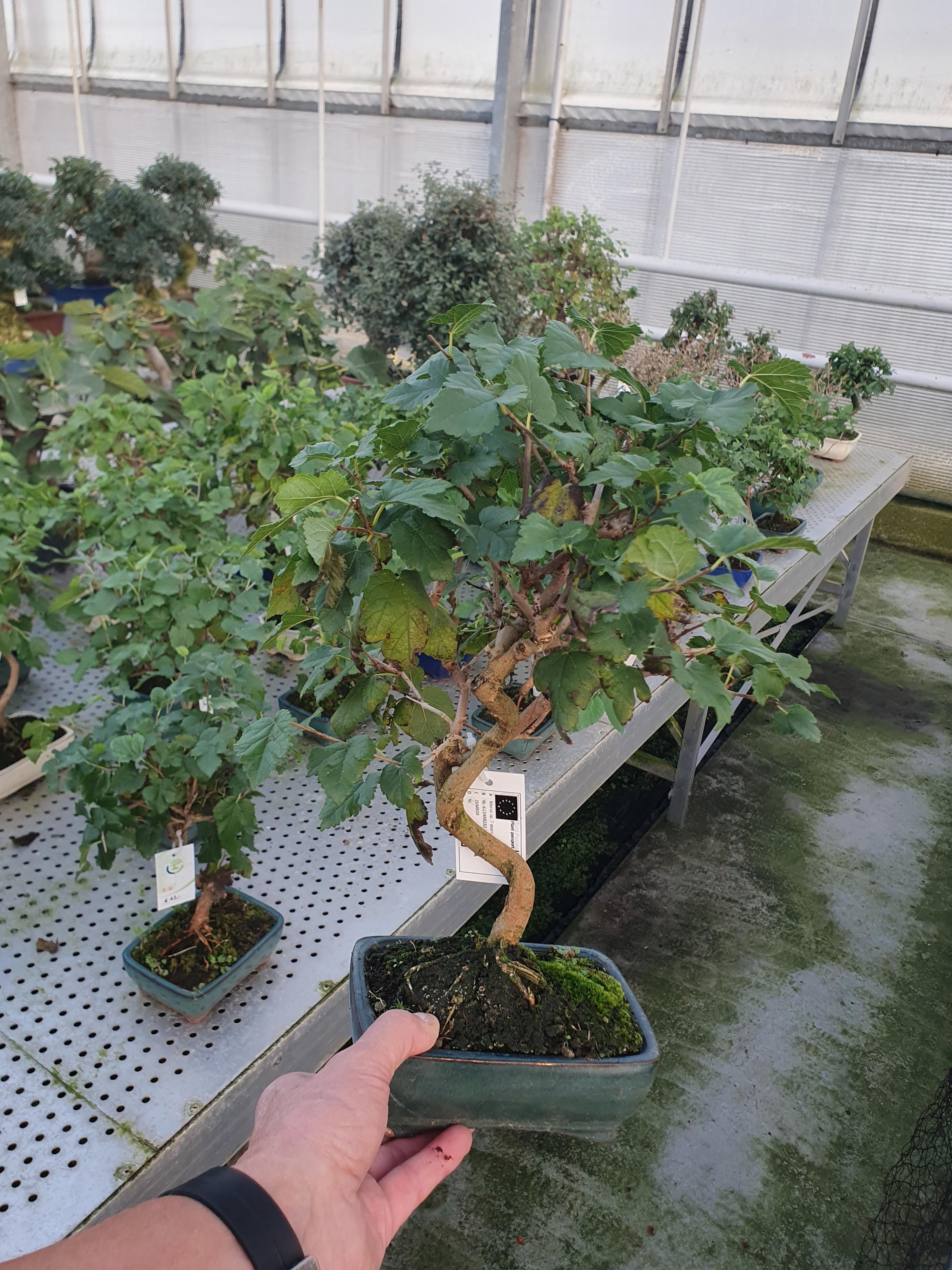 Горшечные цветы и растения оптом Morus Nigra, Pot 15cm. от 4шт из Голландии с доставкой по России