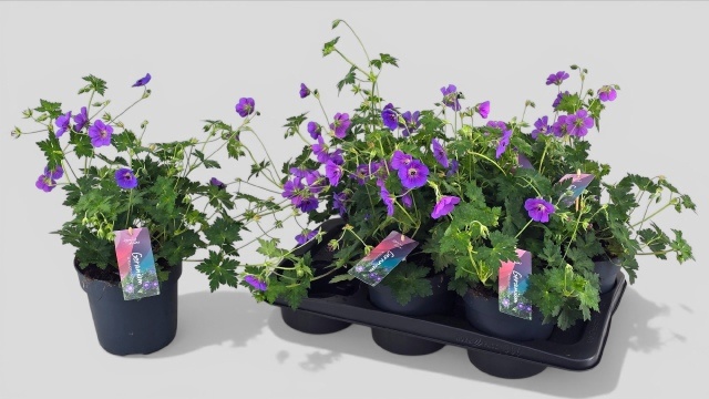 Горшечные цветы и растения оптом Geran Bloom Me Away от 6шт (для телеги) из Голландии с доставкой по России