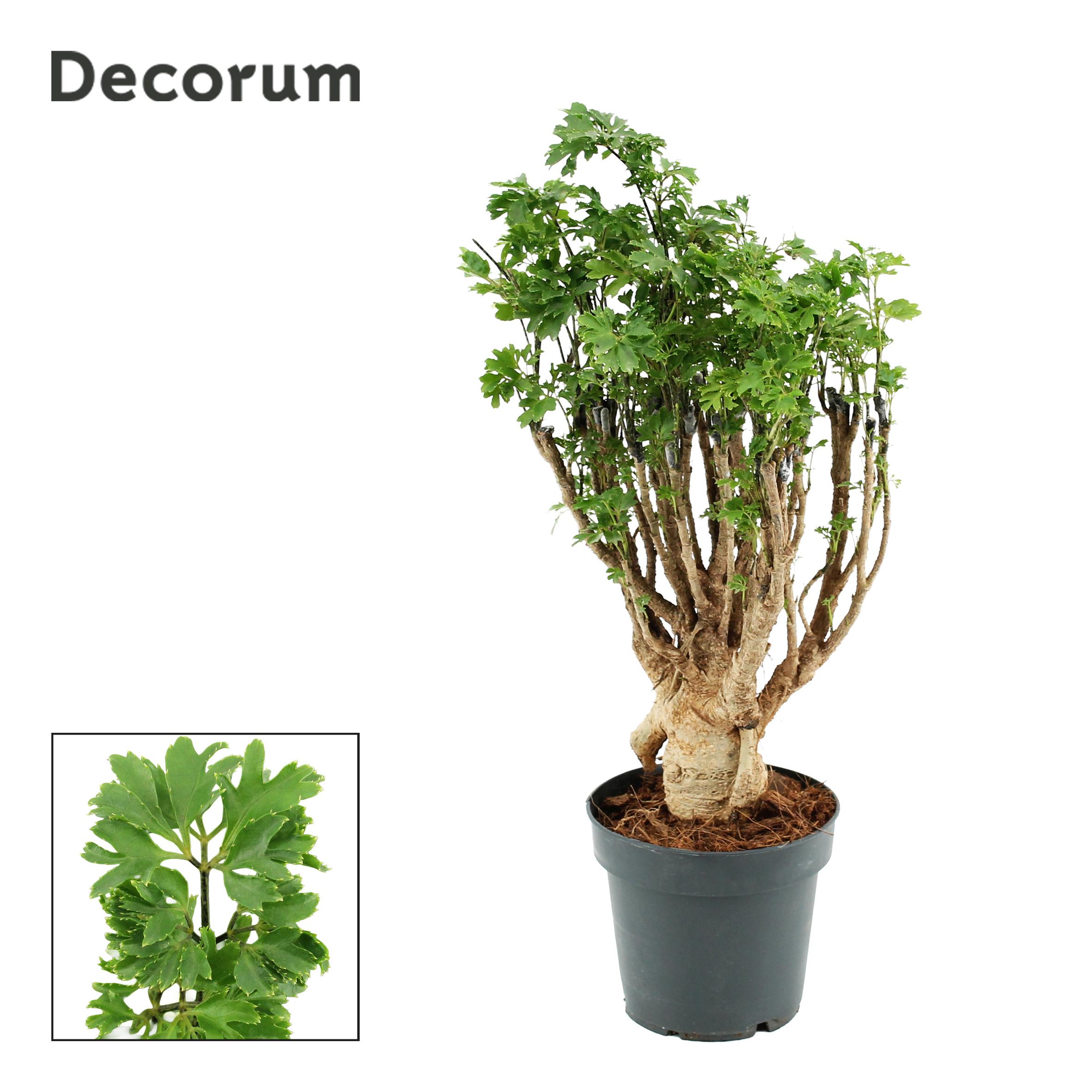Горшечные цветы и растения оптом Polyscias Parsley Bonsai (decorum) от 10шт из Голландии с доставкой по России