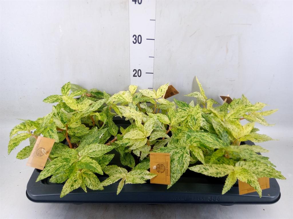 Горшечные цветы и растения оптом Pellionia Repens от 6шт из Голландии с доставкой по России