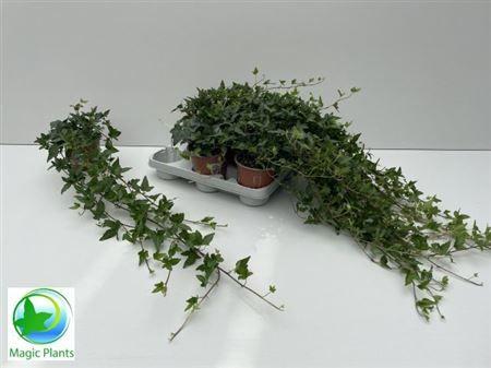 Горшечные цветы и растения оптом Hed He Shamrock 85cm Rank от 8шт из Голландии с доставкой по России