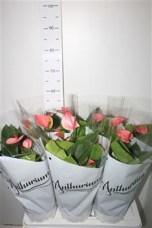 Горшечные цветы и растения оптом Anthu A Mystique 4+ P17 от 6шт из Голландии с доставкой по России