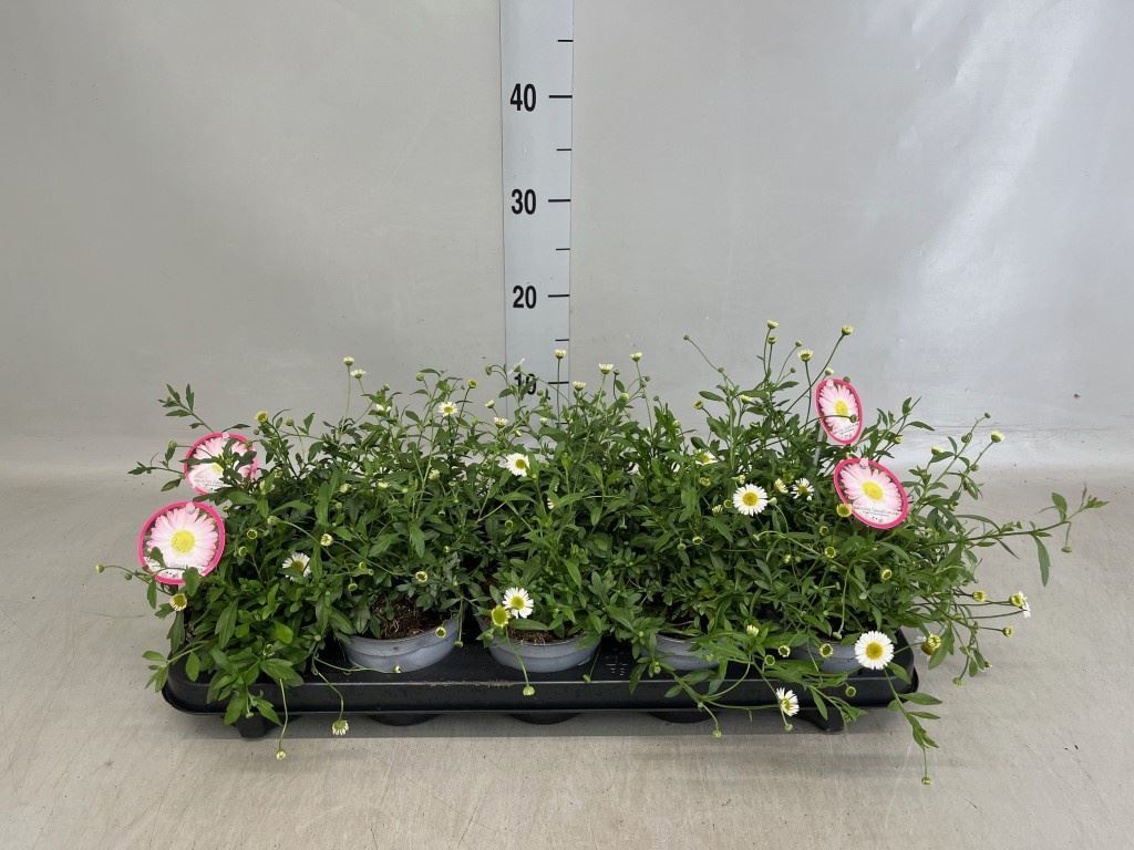 Горшечные цветы и растения оптом Erigeron Karvinskianus от 10шт из Голландии с доставкой по России