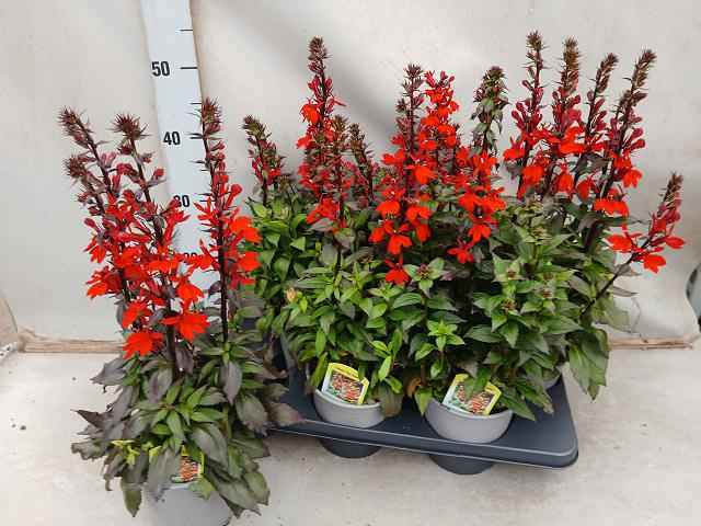 Горшечные цветы и растения оптом Lobe Sp Star Scarlet от 6шт из Голландии с доставкой по России