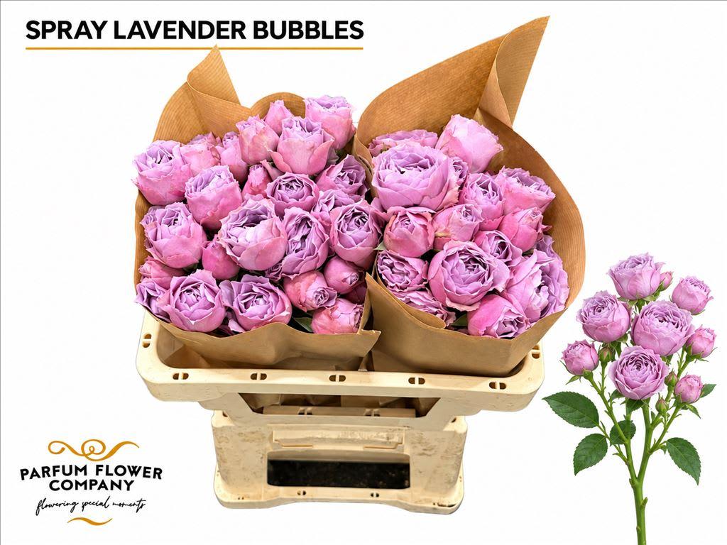 Срезанные цветы оптом Rosa spray garden lavender bubbles от 12шт из Голландии с доставкой по России