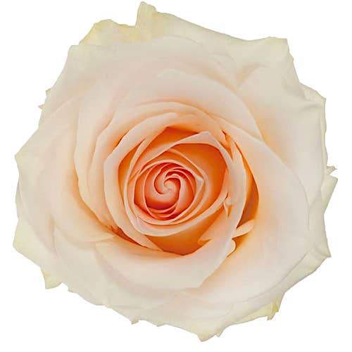 Розы оптом PASTELLA из Эквадора с доставкой по России