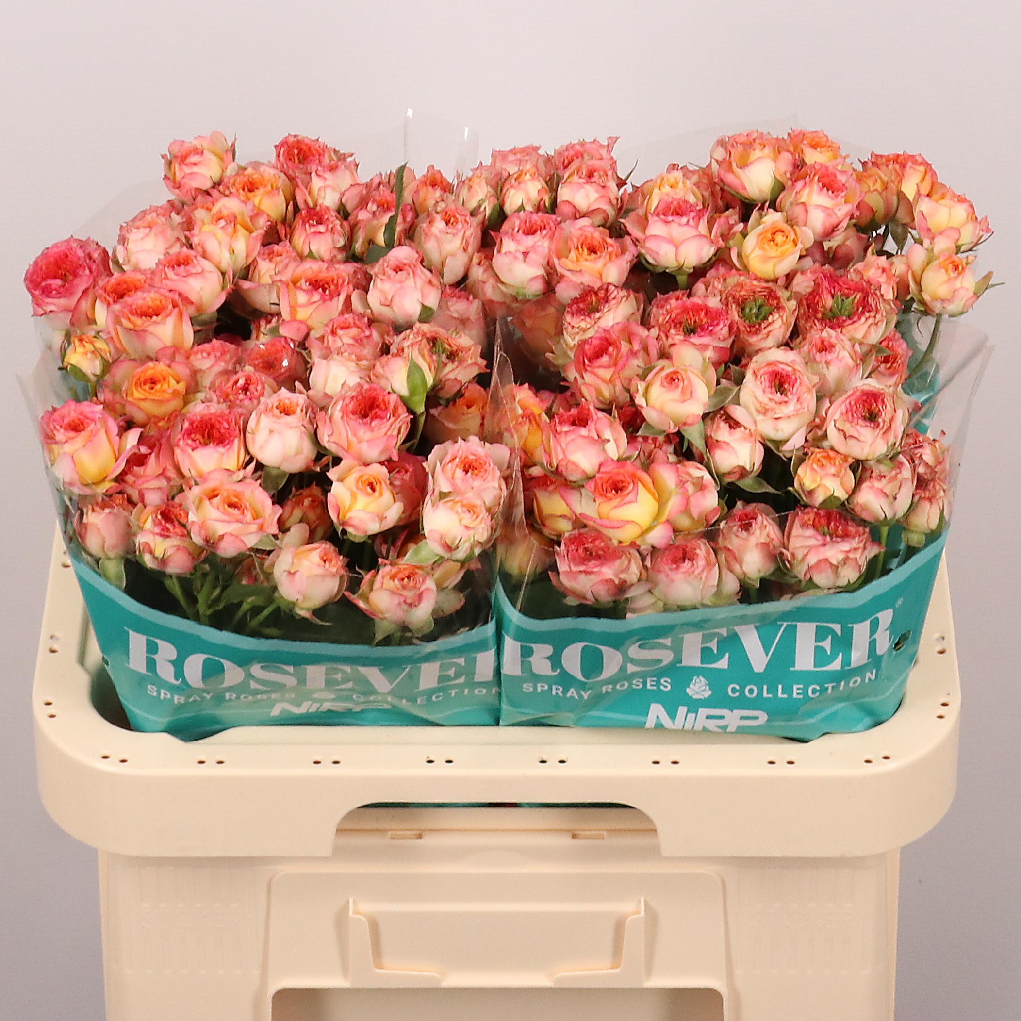 Срезанные цветы оптом Rosa spray romantic rosever от 25шт из Голландии с доставкой по России