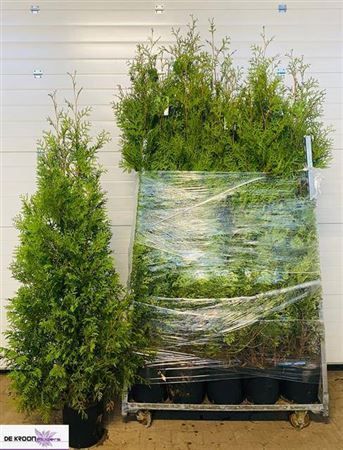 Горшечные цветы и растения оптом Thuja O Brabant 200cm Xxl от 1шт из Голландии с доставкой по России