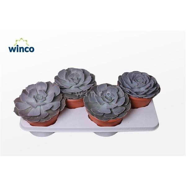 Горшечные цветы и растения оптом Echeveria Pollux от 4шт из Голландии с доставкой по России