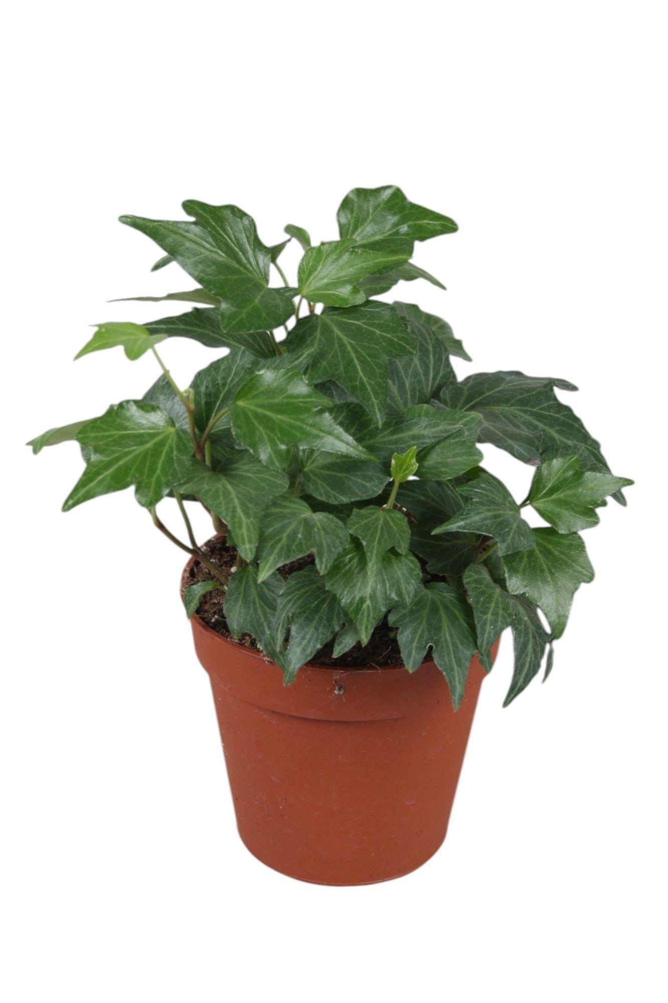 Горшечные цветы и растения оптом Hedera Helix Green Ripple от 18шт (для телеги) из Голландии с доставкой по России