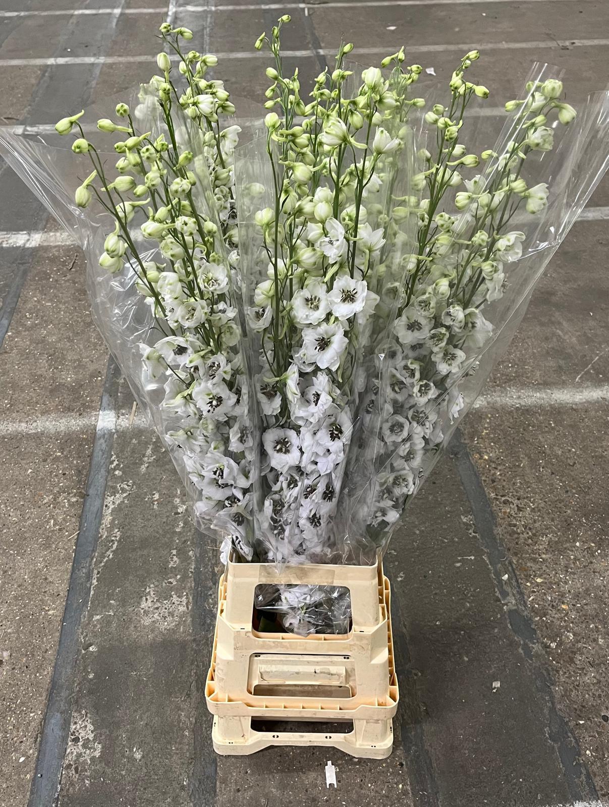 Срезанные цветы оптом Delphinium el du dewi rocket от 30шт из Голландии с доставкой по России